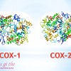 Tác dụng trong điều trị bệnh dạ dày của thuốc COX 1 là gì?