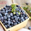 Blueberry là quả gì – Mang lại lợi ích gì cho sức khỏe