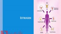 Lợi ích tuyệt vời của liệu pháp bổ xung Estrogen là gì