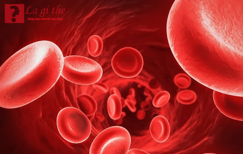 Các mạch máu được hình thành từ Collagen