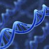 ADN tái tổ hợp là gì? Các phương pháp tạo nên ADN tái tổ hợp